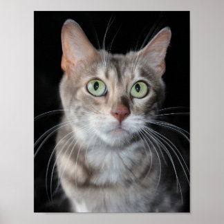 Seltenes Bengalisches katzenfoto aus blauem Marmor Poster
