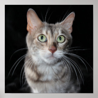 Seltenes Bengalisches katzenfoto aus blauem Marmor Poster