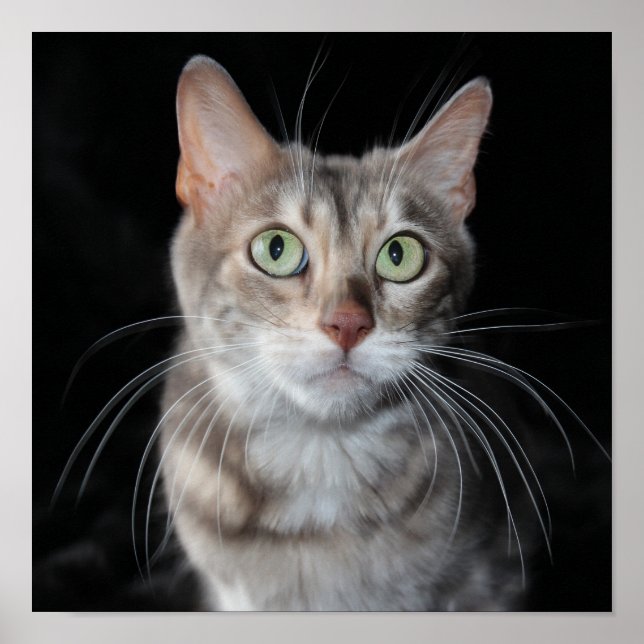 Seltenes Bengalisches katzenfoto aus blauem Marmor Poster (Vorne)