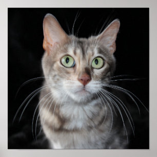 Seltenes Blau gemarmorte bengalische Poster