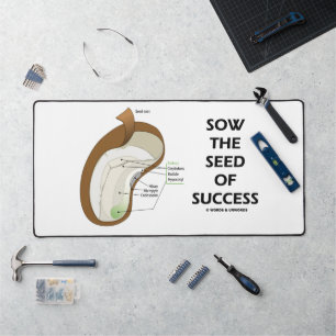 Semence De Succès Dicotyledon Graine De Haricots