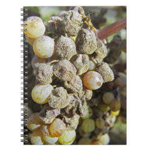 Sémillon-Trauben mit Edelfäule. zum Erntezeitpunkt Notizblock