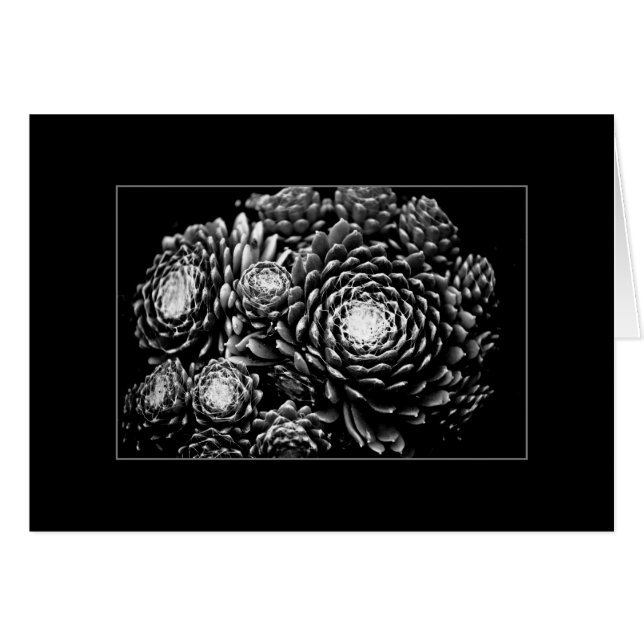 Sempervivum (Vorderseite (Horizontal))