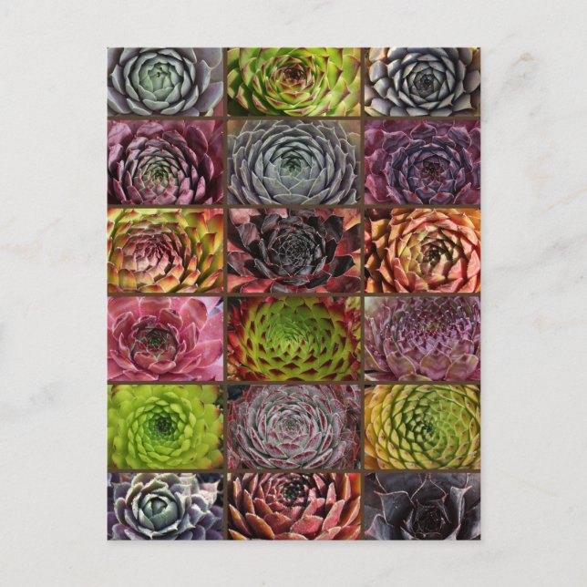 Sempervivum - Houseleek - Hauswurz - Collage Postkarte (Vorderseite)