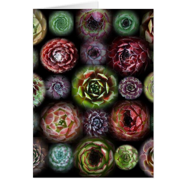 Sempervivum Karte (Vorne)