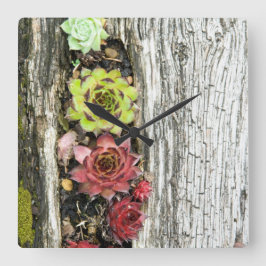 Sempervivum Quadratische Wanduhr