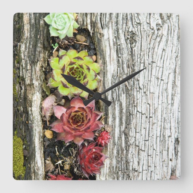 Sempervivum Quadratische Wanduhr (Vorderseite)