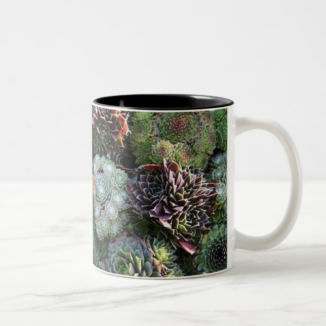 Sempervivum Tasse (Rechts)