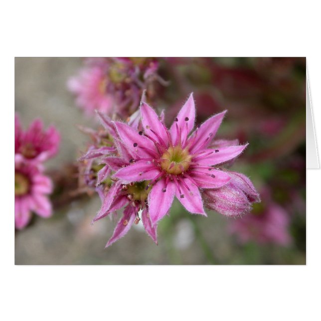 Sempervivum tectorum (Vorderseite (Horizontal))
