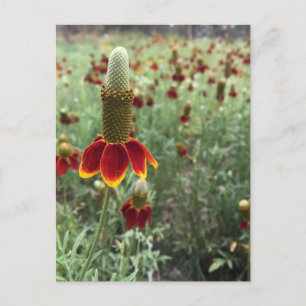 Senden Sie ein aufrechtes Foto einer Präriekegelbl Postkarte