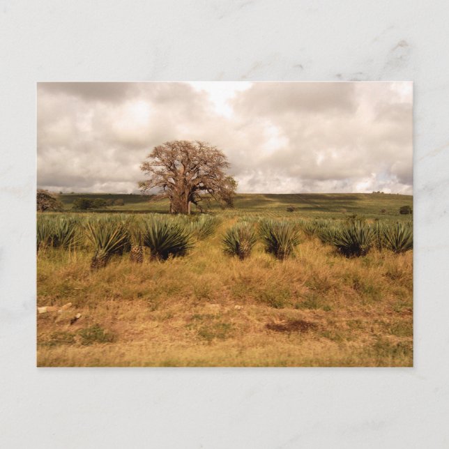 Senegal Landschaft Postkarte (Vorderseite)