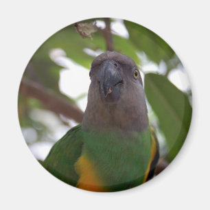 Senegal-Papagei Magnet