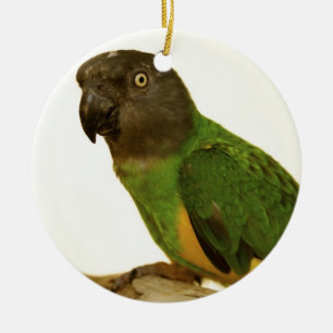 Senegal-Papageien-Verzierung Keramikornament
