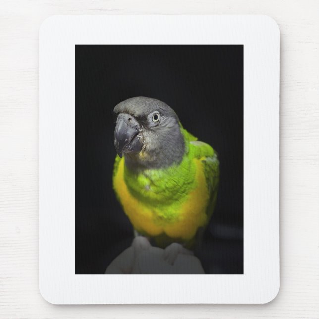 Senegal-Papageienanstarren Teecoo Mousepad (Vorne)