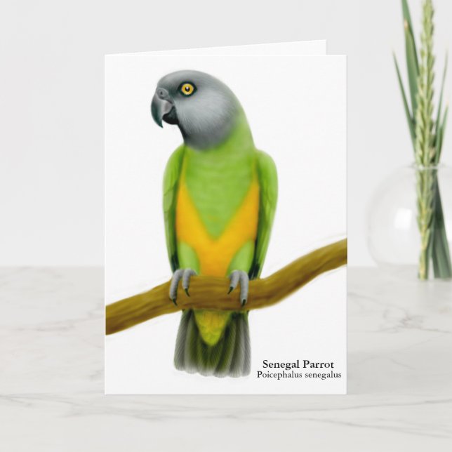 Senegal Parrot Grußkarte Karte (Vorderseite)