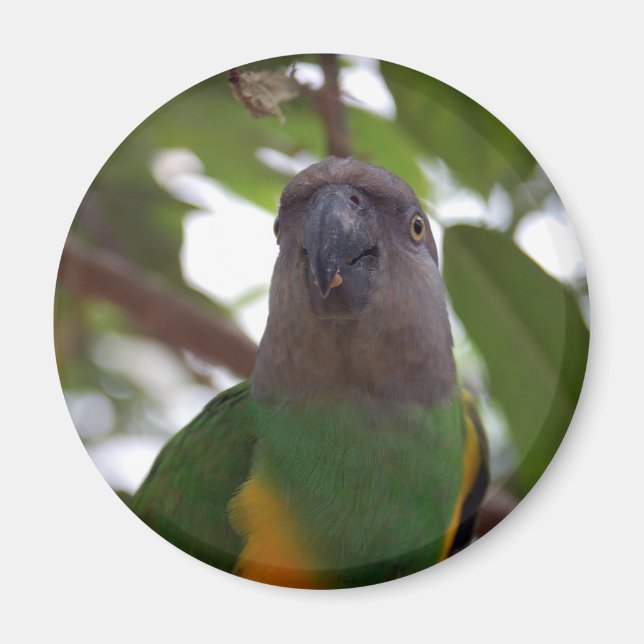 Senegal Parrot Magnet (Vorne)
