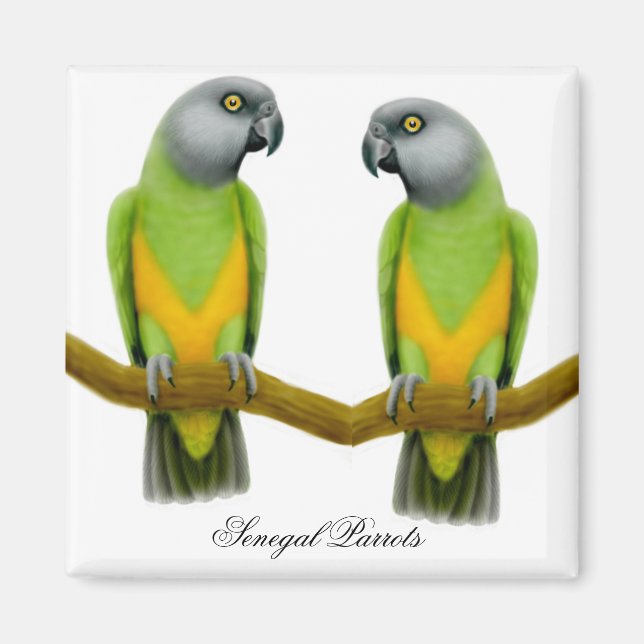Senegal Parrots Magnet (Vorne)