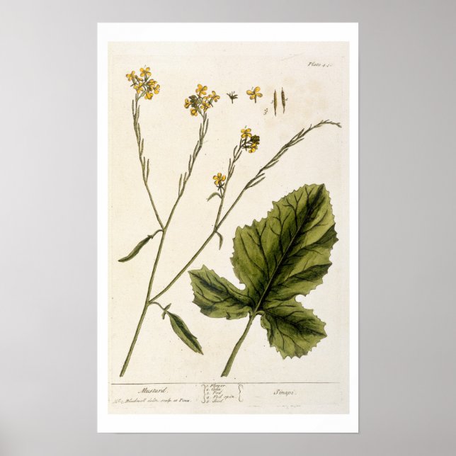 Senf, Platte 446 von "A Curious Herbal", Herausgeb Poster (Vorne)