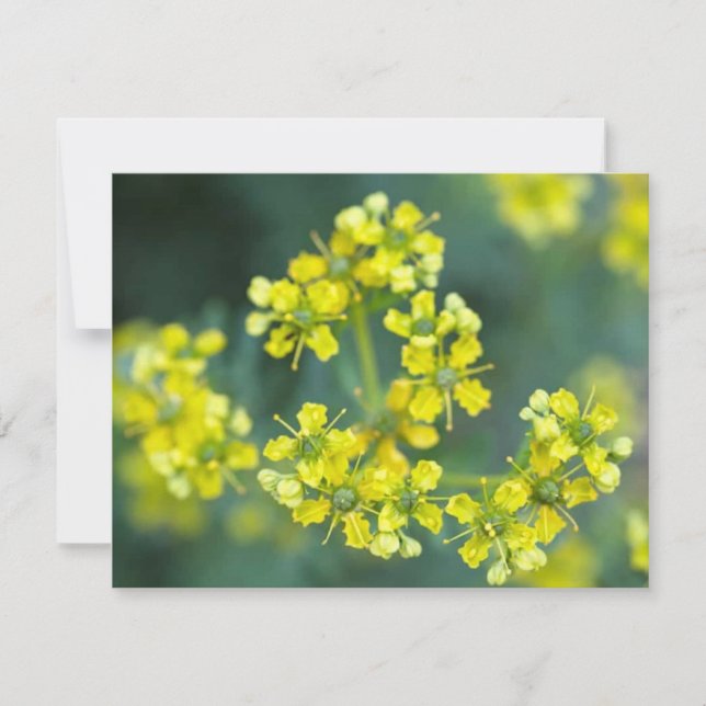 Senfblumen, Grußkarte (Vorderseite)