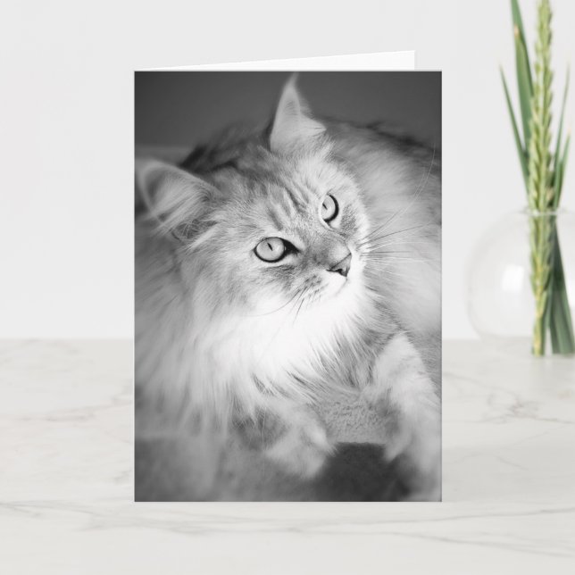 Sensationelle sibirische Blankkarte Karte (Vorderseite)