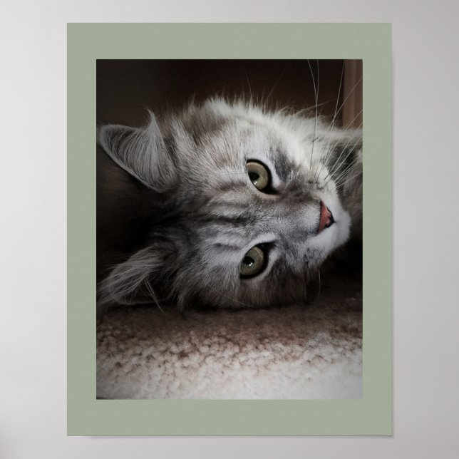 Sensationelles Siberisches Katzenposter Poster (Vorne)