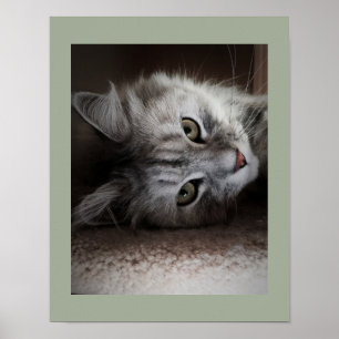 Sensationelles sibirisches Katzen-Plakat Poster