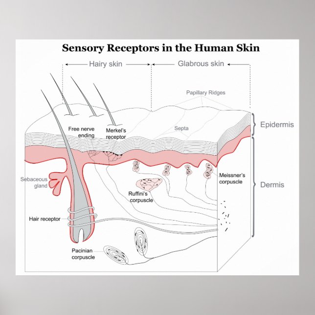 Sensorik-Rezeptoren in der menschlichen Haut Poster (Vorne)