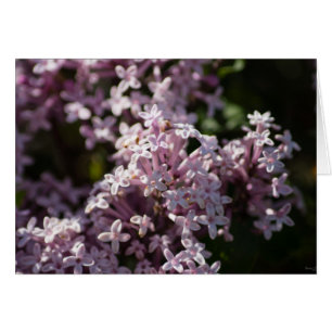 Sentez Que Lilac