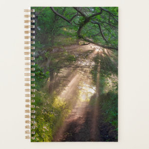sentier forestier