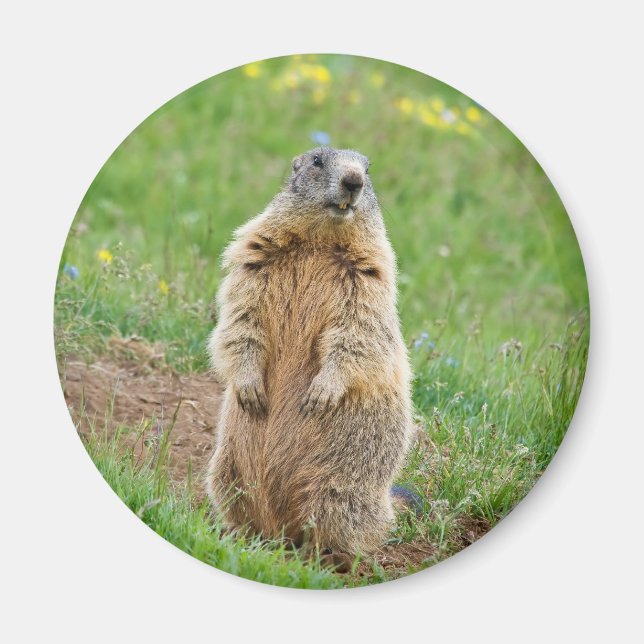 Sentinel Marmot Magnet (Vorne)