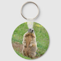 Sentinel Marmot