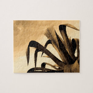 Sepia Aloe Cactus Pflanze