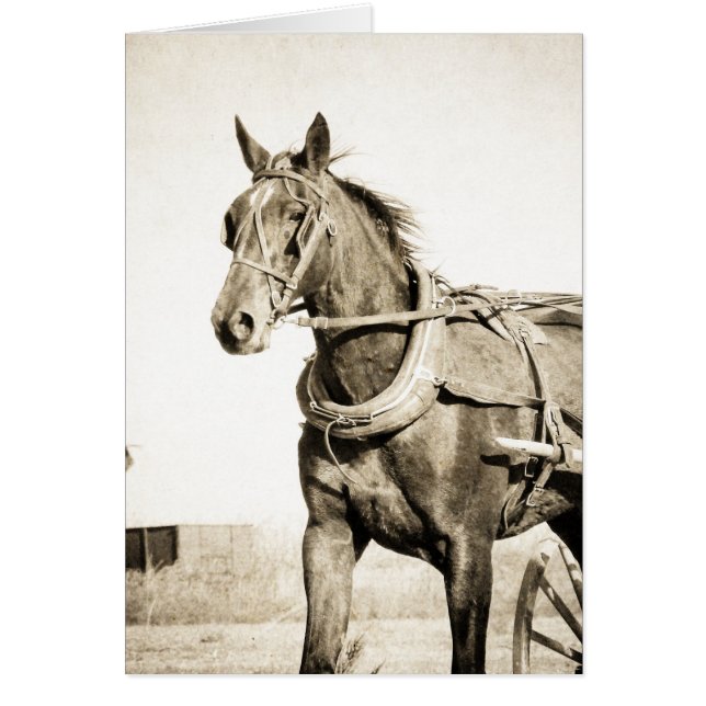 Sepia Amish Pferd und Buggy (Vorne)