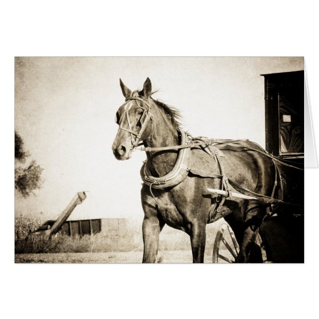 Sepia Amish Pferd und Buggy (Vorderseite (Horizontal))