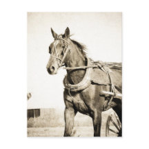 Sepia Amish Pferd und Buggy