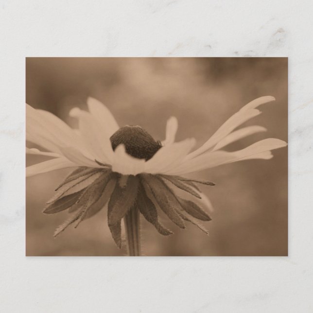 Sepia Black Mit Augen Susan Blume Foto Postkarte (Vorderseite)