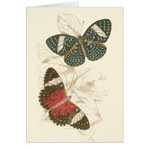 Sepia Blätter mit bunten Schmetterlingen