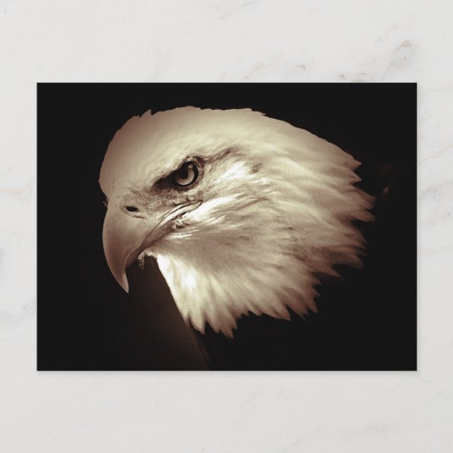 Sepia Color Bald Eagle Postkarte (Vorderseite)