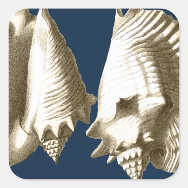 Sepia Conch Seashells Quadratischer Aufkleber (Vorderseite)