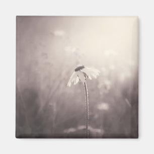 Sepia Feld der Wildblumen im Sonnenuntergang Magnet