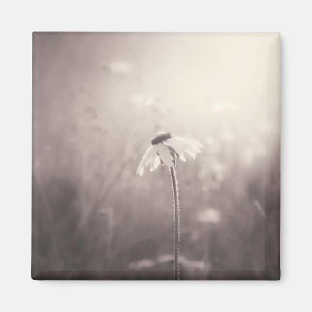 Sepia Feld der Wildblumen im Sonnenuntergang Magnet (Vorne)