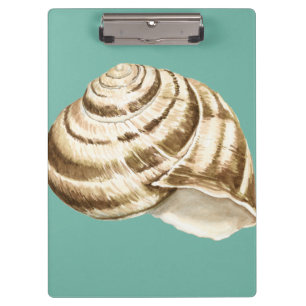 Sepia-gestreifte Muschel auf aquamarinem Klemmbrett