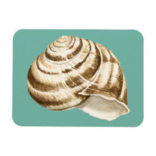 Sepia-gestreifte Muschel auf aquamarinem Magnet