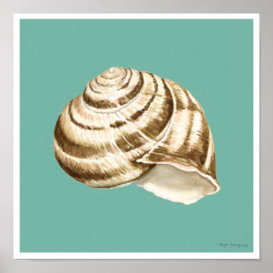 Sepia-gestreifte Muschel auf aquamarinem Poster
