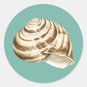 Sepia-gestreifte Muschel auf aquamarinem Runder Aufkleber