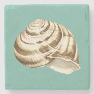 Sepia-gestreifte Muschel auf aquamarinem Steinuntersetzer