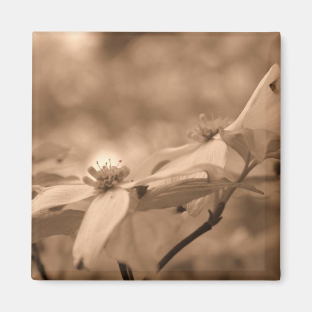 Sepia-Hartriegel-Blumen-Fotografie-Magnet Magnet (Vorne)