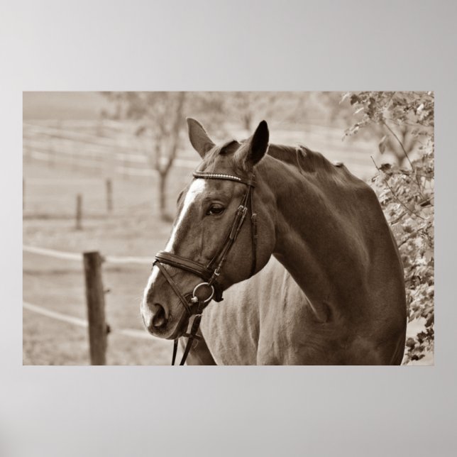Sepia Horse - Tierfotografie Poster (Vorne)