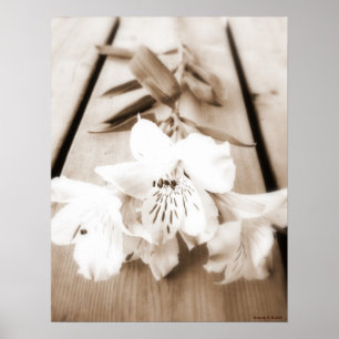 Sepia-Lilien-Plakat Poster