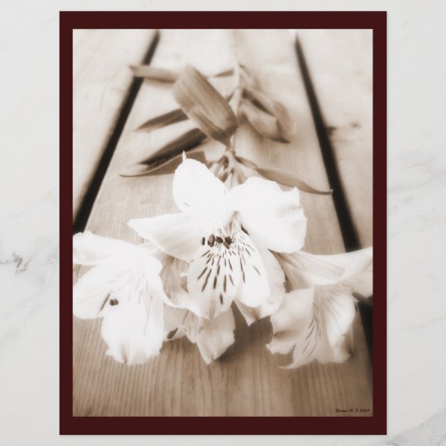 Sepia Lily Letterhead (Vorderseite)